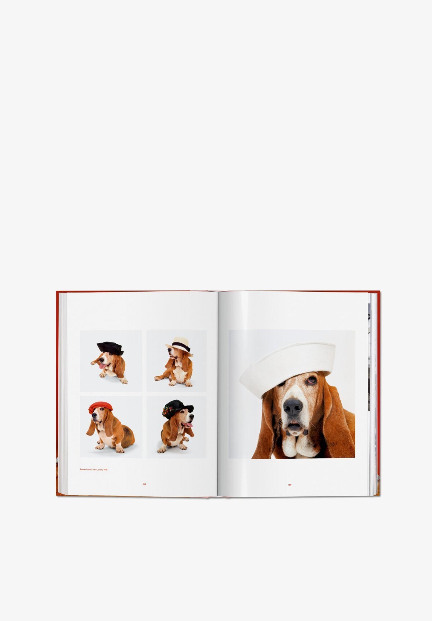 TASCHEN | LIVRO WALTER CHANDOHA DOGS