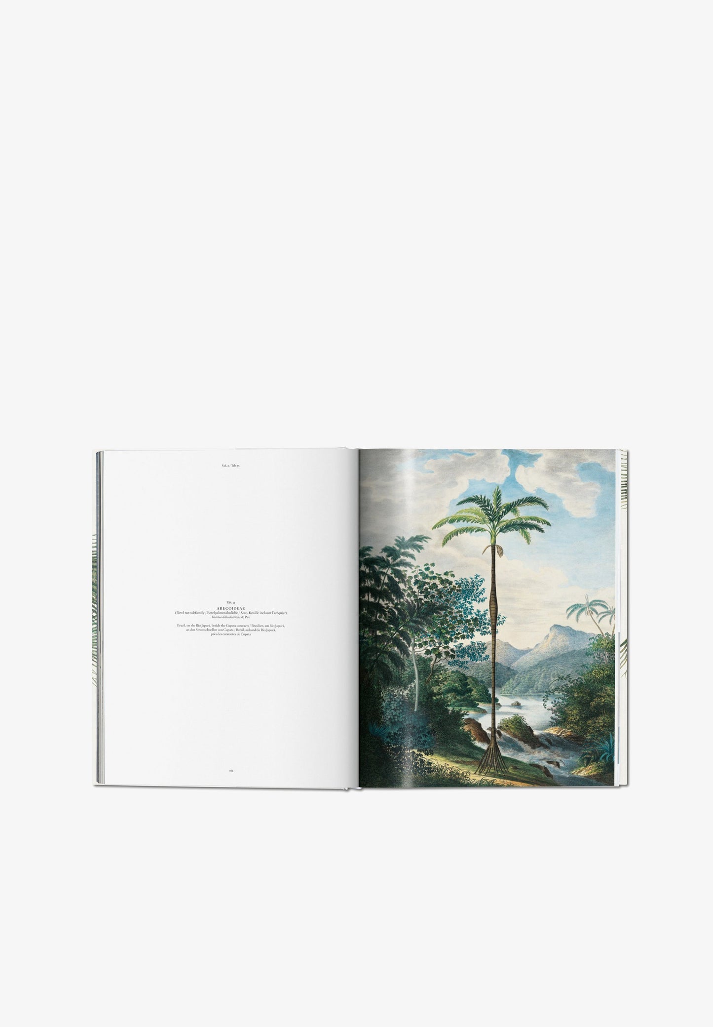 TASCHEN | LIVRO BOOK OF PALMS