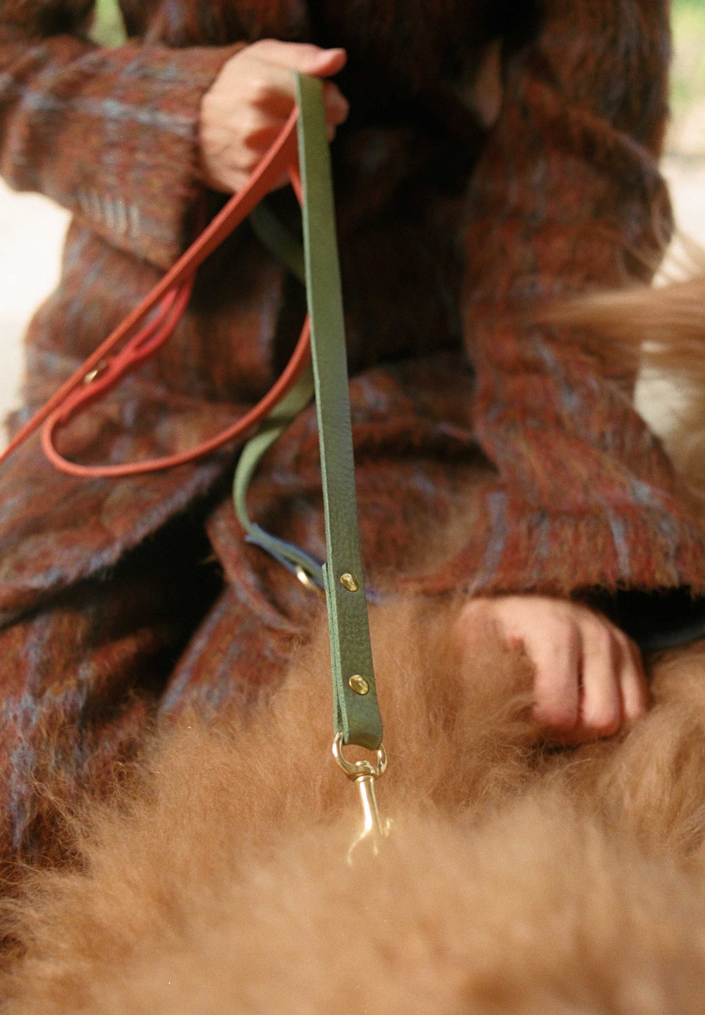 CAN CAN DOGS | CORREIA VERDE-AZEITONA E AZUL ELÉTRICO